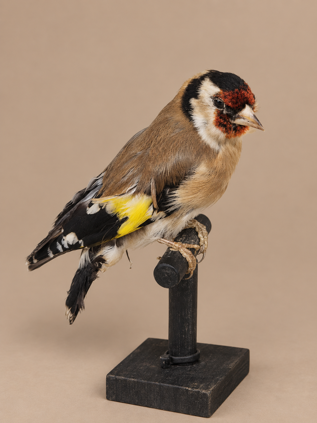 European Gold Finch Bird Taxidermy