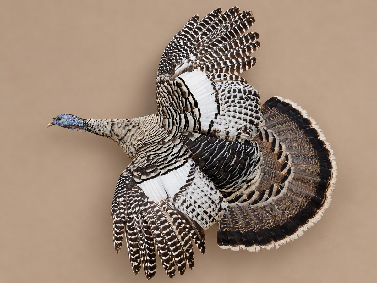 Unusual Color Phase Hen Turkey in Flight Bird Taxidermy