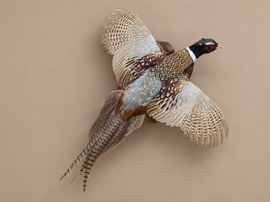 Ringneck Pheasant In Flight Bird Taxidermy