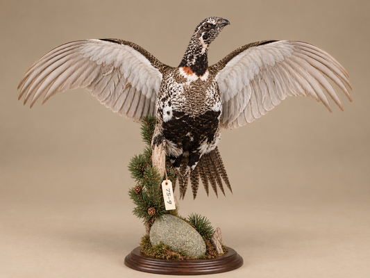 Sage Grouse In Flight Bird Taxidermy