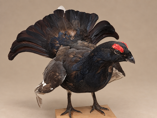 Black Grouse Full Body Bird Taxidermy