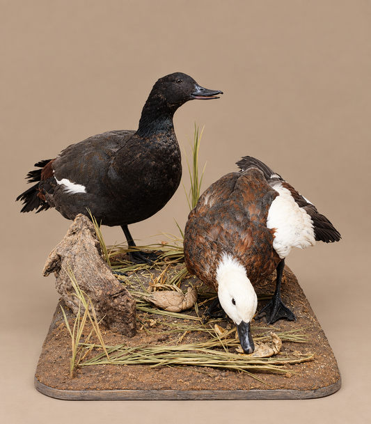 Pair Of African Paradise Shelducks Bird Taxidermy