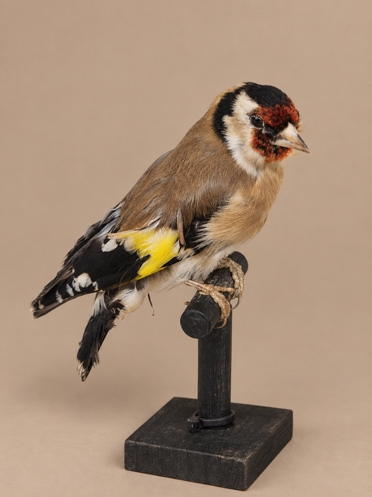 European Gold Finch Bird Taxidermy