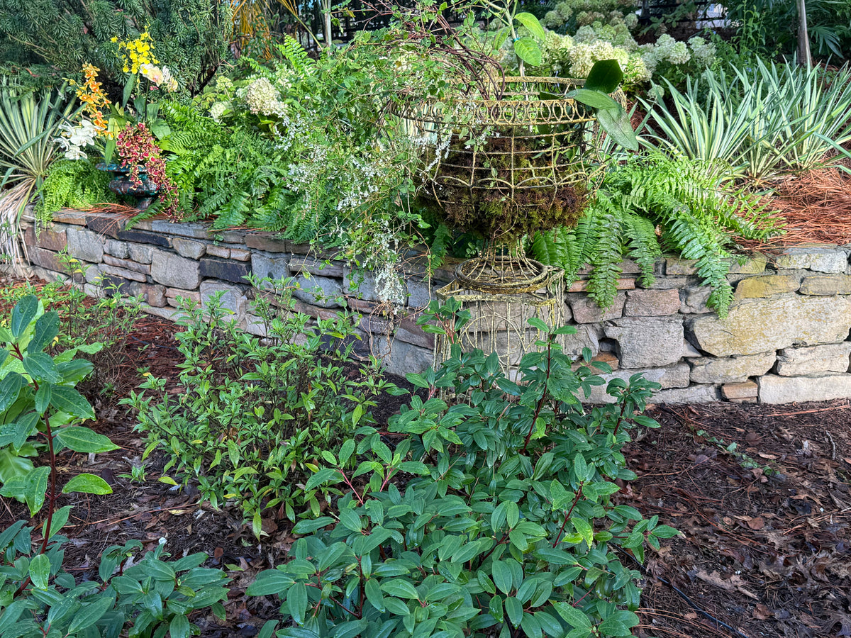 Sculptural Wirework Garden Jardinières (Pair)
