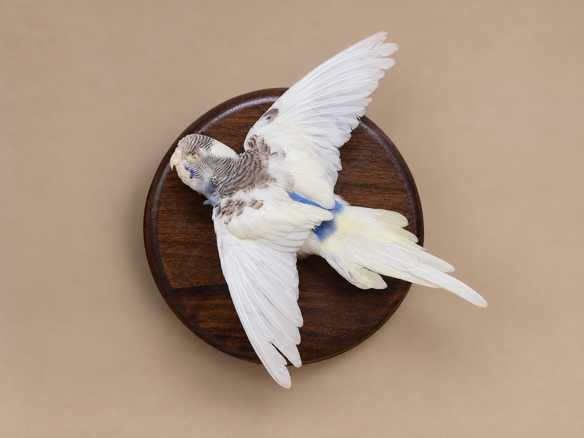 Budgie Parakeet In Flight