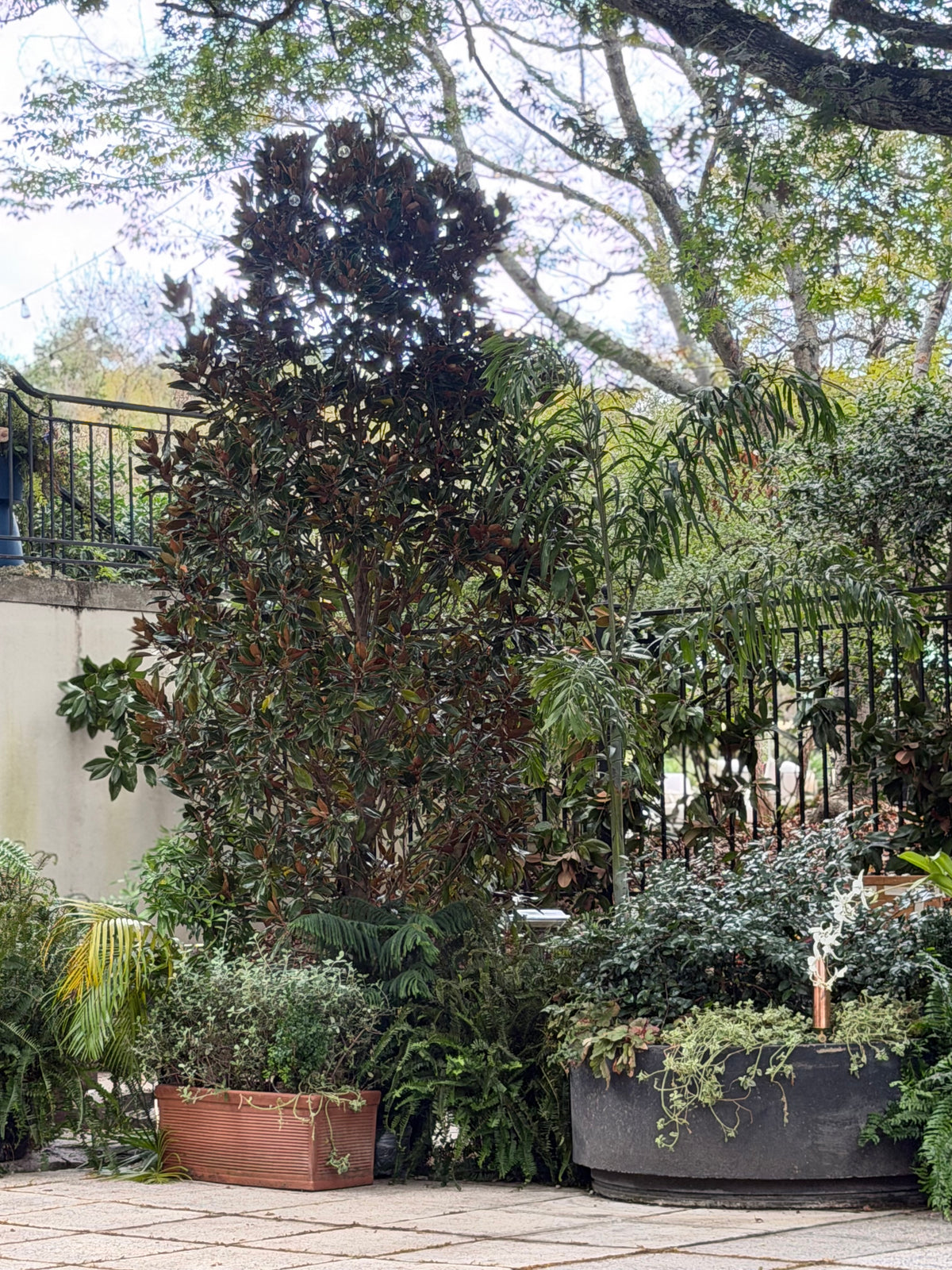 ‘Little Gem’ Southern Magnolia Trees

Magnolia grandiflora ‘Little Gem’ — Approximately 10–12 ft.