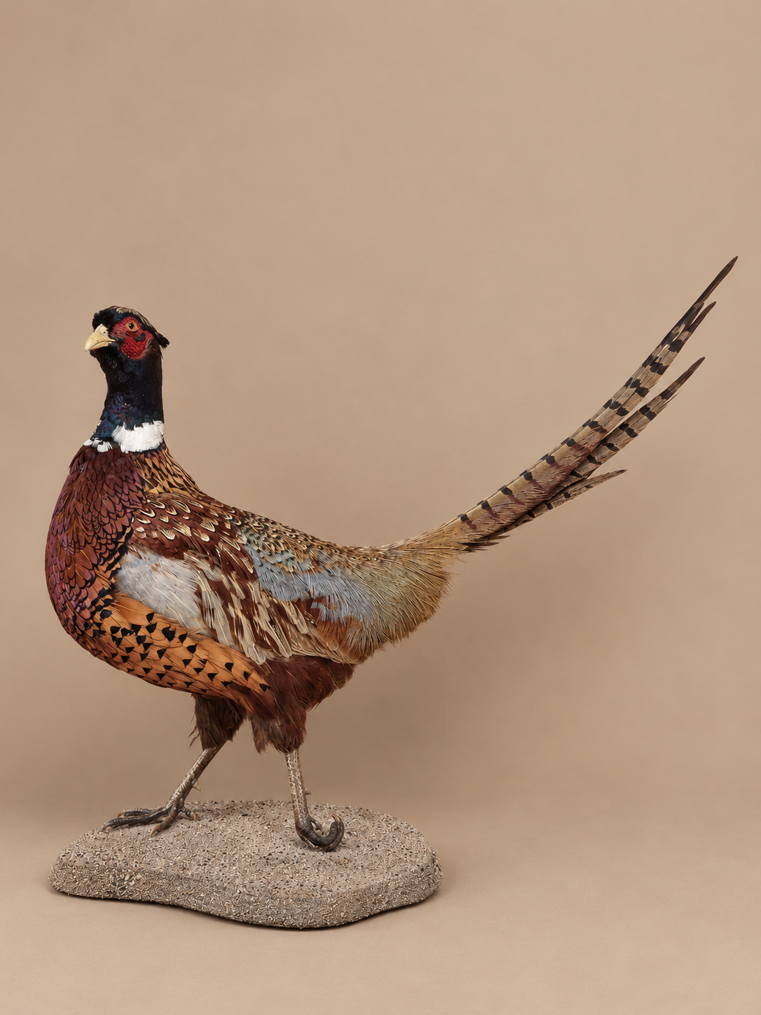 Ringneck Pheasant Full Body Bird Taxidermy