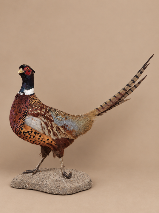 Ringneck Pheasant Full Body Bird Taxidermy