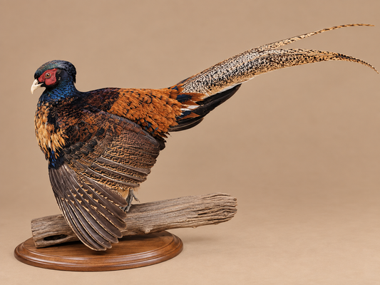 Rare Royal Pheasant In Full Strut Full Body Bird Taxidermy
