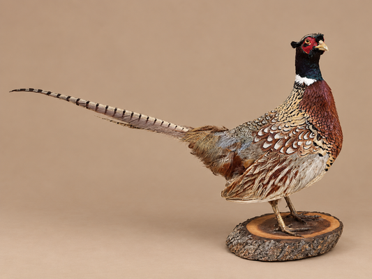Ringneck Pheasant Full Body Bird Taxidermy