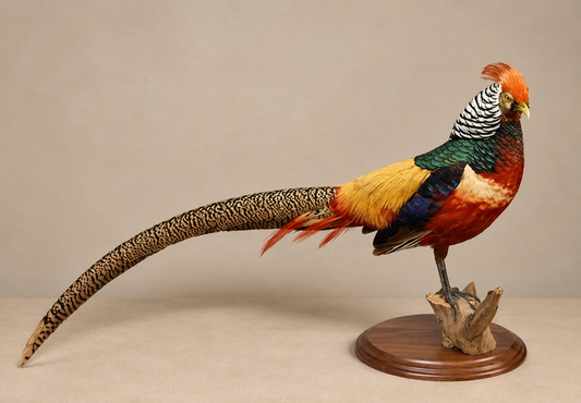 Pheasant Taxidermy Mount Bird Gamebird Grouse Feathers Hunting Wildlife-Artist