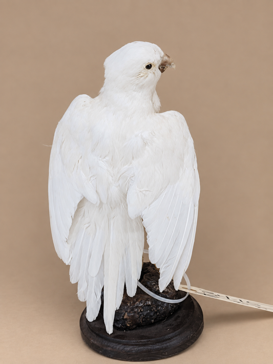 Hybrid White Parrot Full Body Bird Taxidermy