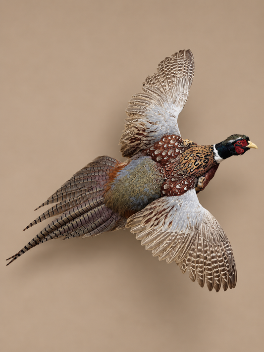 Ringneck Pheasant In Flight Bird Taxidermy