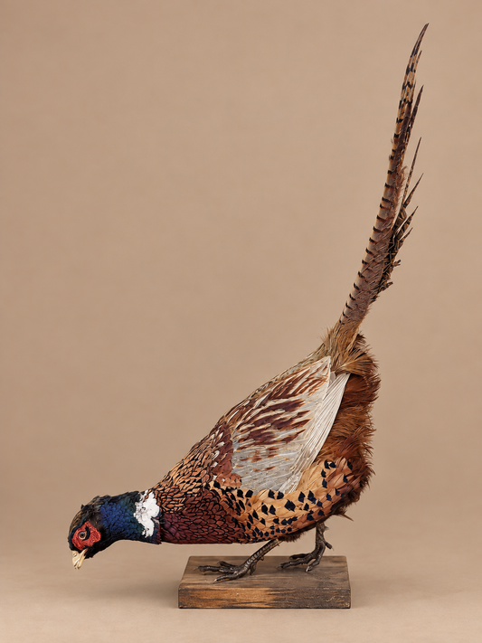 Ringneck Pheasant Full Body Bird Taxidermy