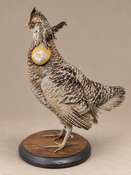 Prairie Chicken Full Body Bird Taxidermy
