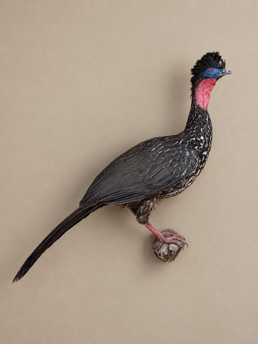 Crested Guan Full Body Bird Taxidermy