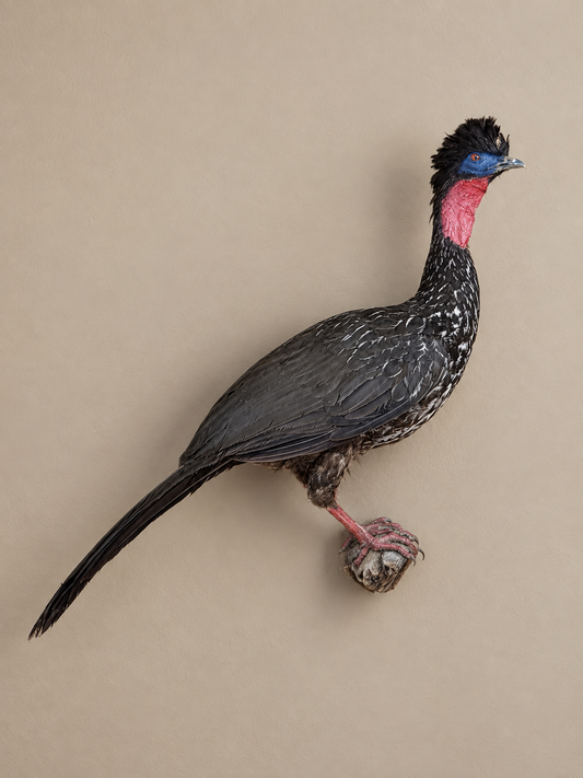 Crested Guan Full Body Bird Taxidermy