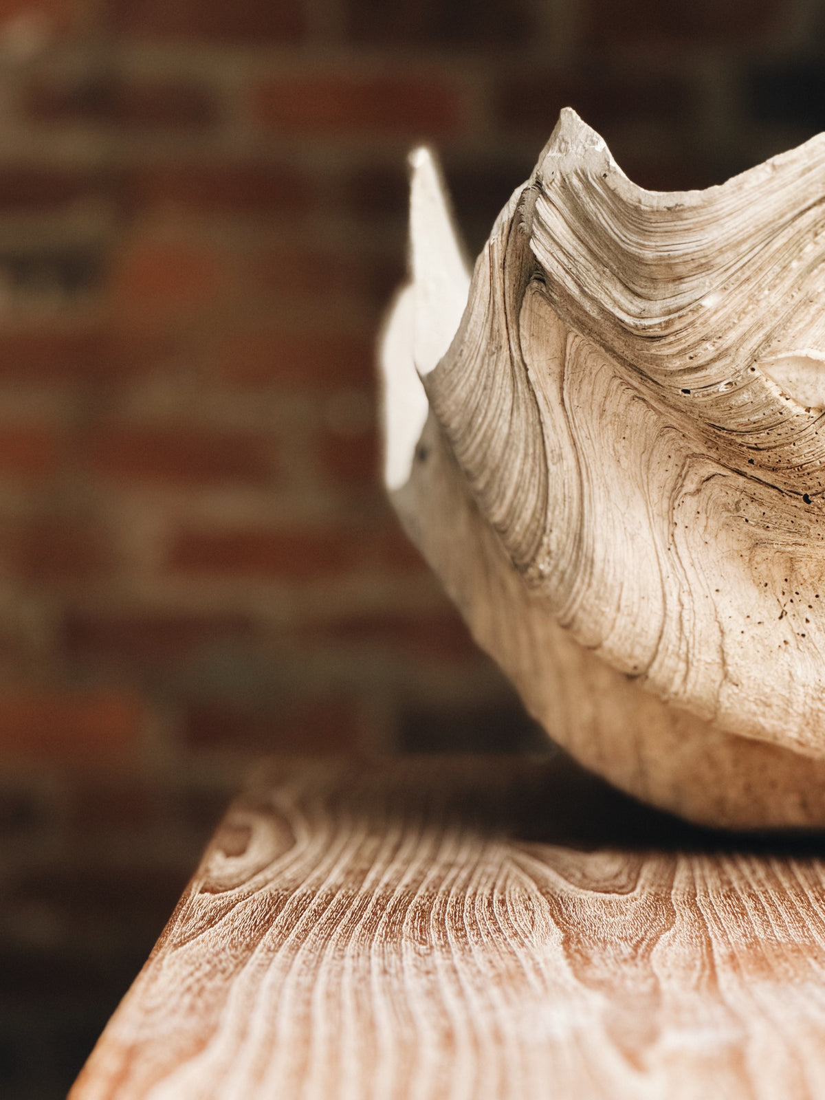 Giant Clam Shell