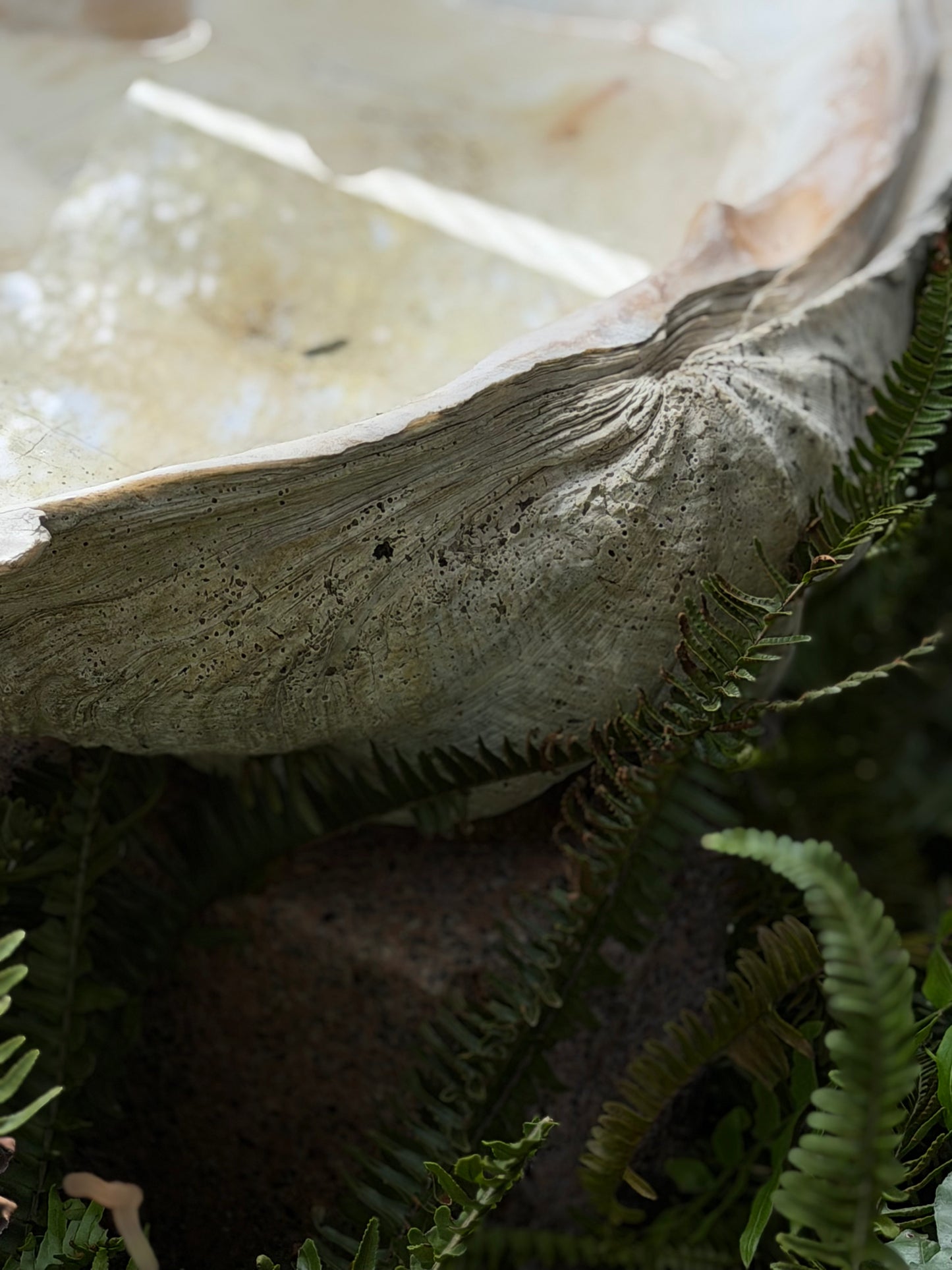 Giant Clam Shell