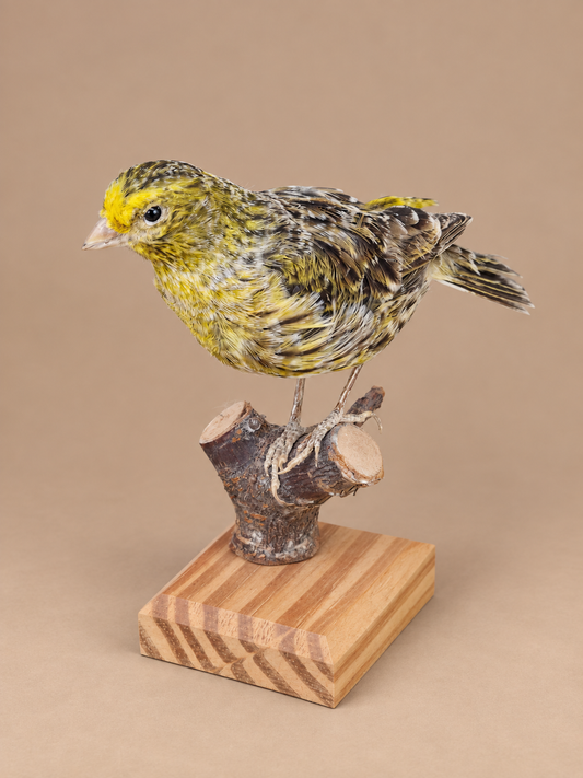 Lizard Canary Bird Taxidermy