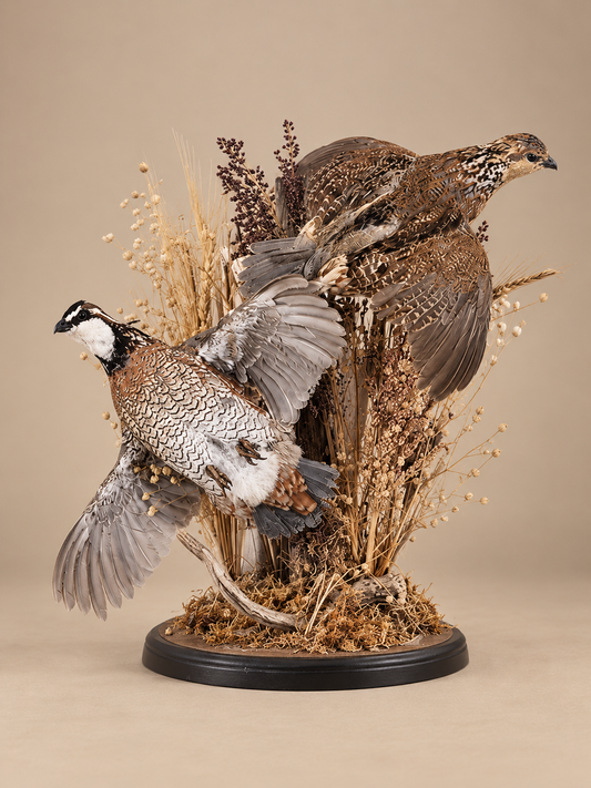 Pair Of Quail Taking Flight Bird Taxidermy