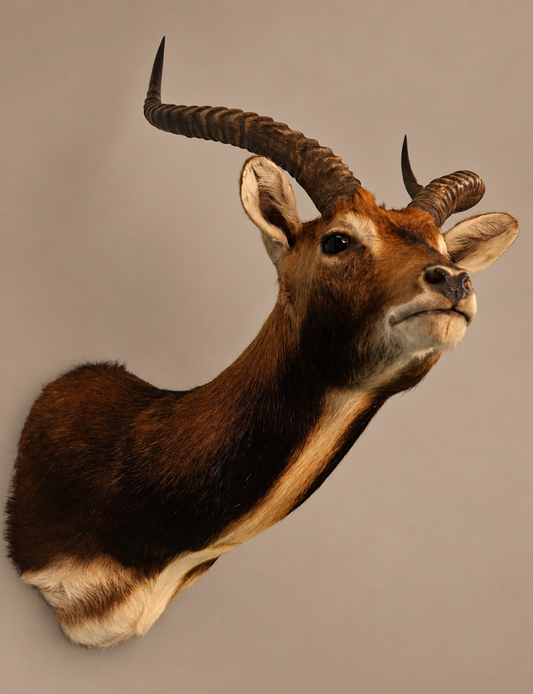 Beautiful African Black Lechwe Swamp Antelope Shoulder Taxidermy Mount