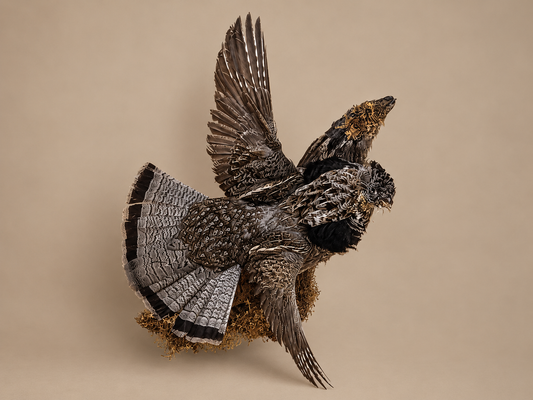 Ruffed Grouse In Flight Bird Taxidermy