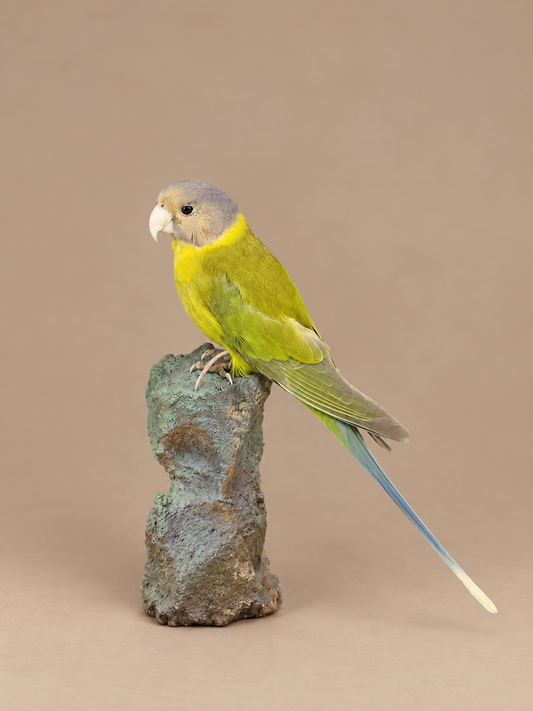 Female Plum Headed Parakeet Full Body Bird Taxidermy