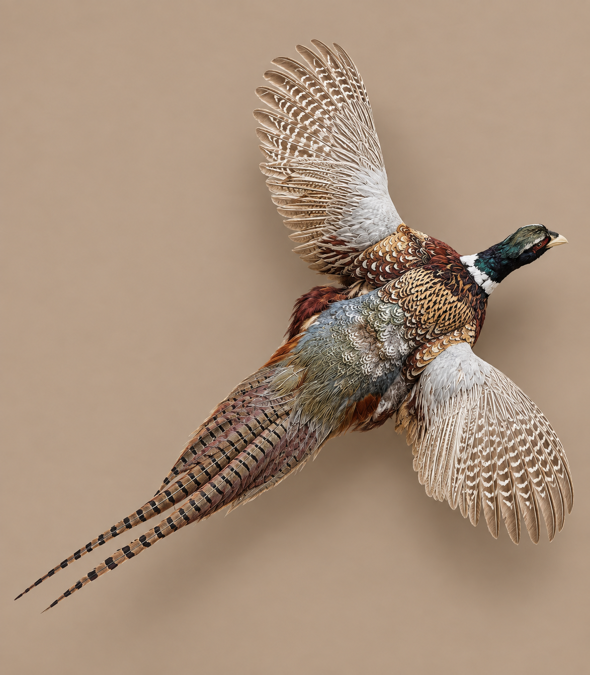 Ringneck Pheasant In Flight Bird Taxidermy
