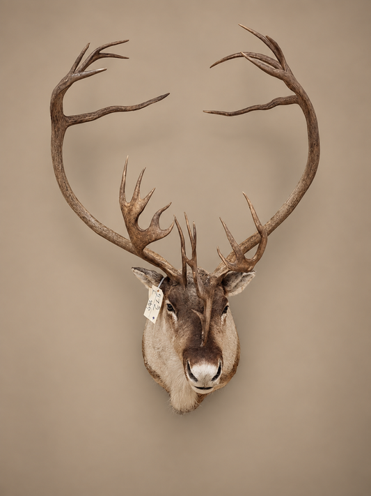 Caribou Shoulder Mount Taxidermy