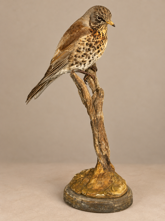 Full Body Taxidermy Mount, Song Thrush