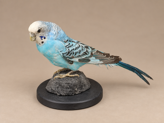 Blue Budgie Parakeet Full Body Bird Taxidermy