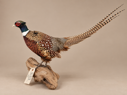 Ringneck Pheasant Full Body Bird Taxidermy