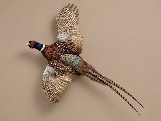 Ringneck Pheasant In Flight Bird Taxidermy