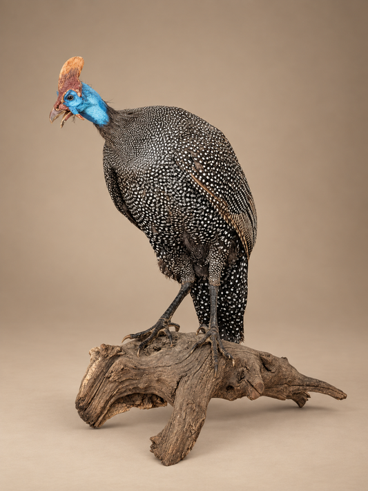 Helmeted Guinea Gowl Full Body Bird Taxidermy